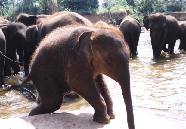 elephant calf in Sri Lanka