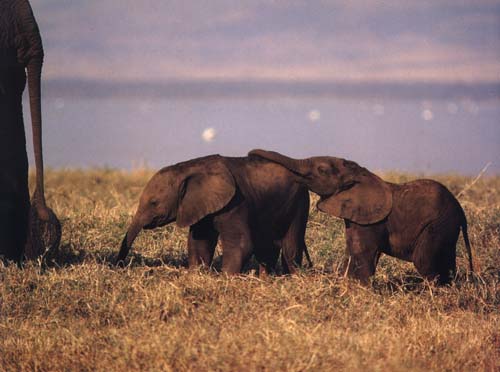 young African elephant calfs at play